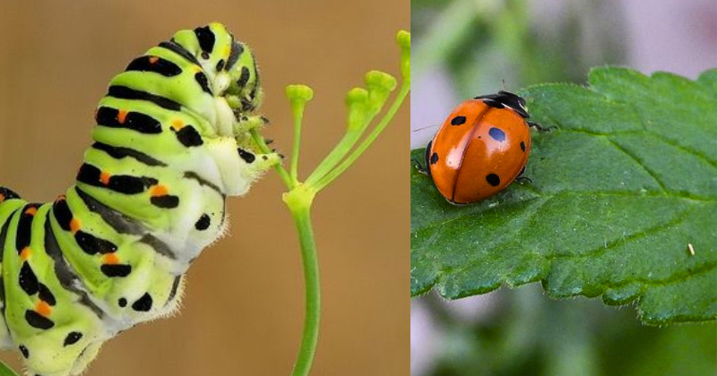 Comment Cultiver 15 Plantes qui Éloignent les Nuisibles pour un Jardin Naturellement Protégé