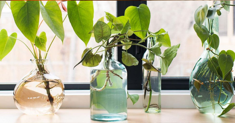 Comment Cultiver 20 Belles et Faciles Plantes d’Intérieur qui Peuvent Pousser dans l’Eau