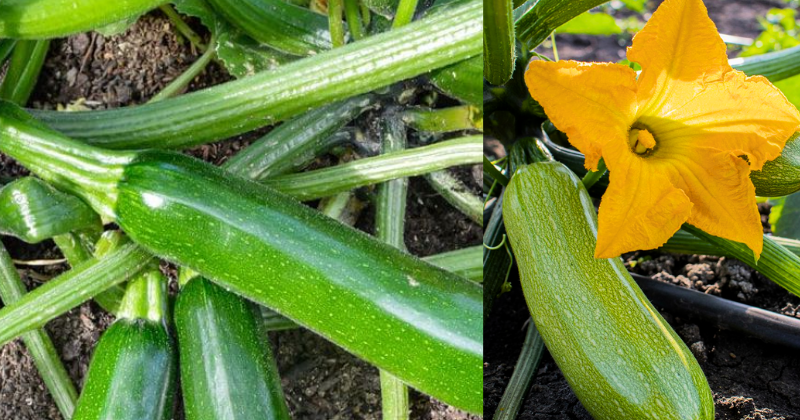 Comment Cultiver : 4 façons de nourrir les courgettes pour une grosse récolte