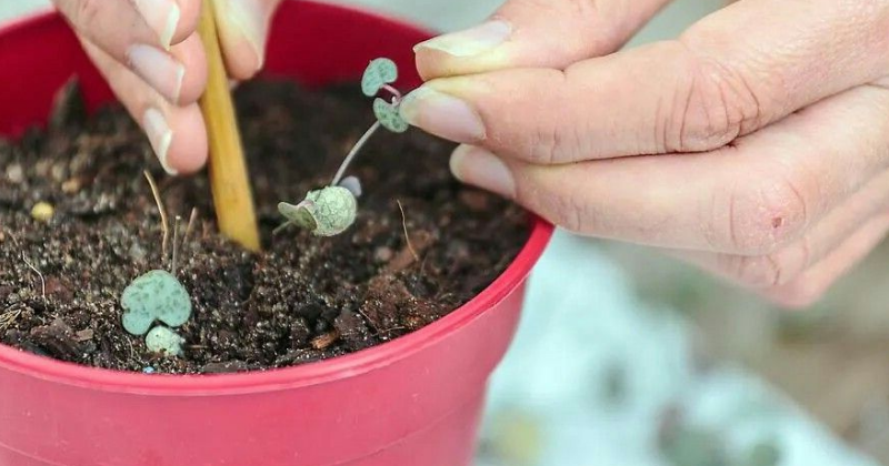 Comment Cultiver Ceropegia Woodii – La sublime Chaîne de Cœurs