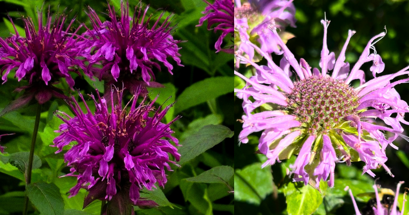 Comment Cultiver La Monarde: Une Plante aux Multiples Atouts pour un Jardin Éclatant