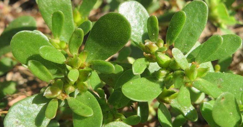 Comment Cultiver Le Pourpier : Ce Superaliment Méconnu Qui Va Révolutionner Votre Jardin
