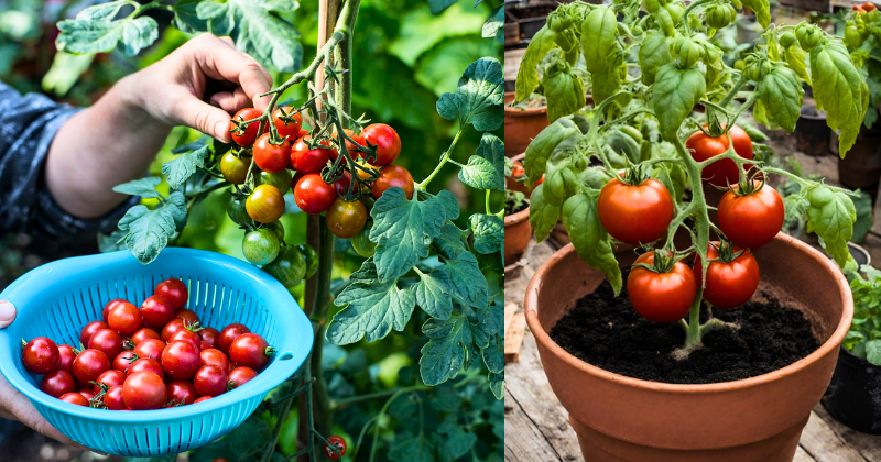 Comment Cultiver Rapidement des Tomates pour une Récolte Abondante à la Maison