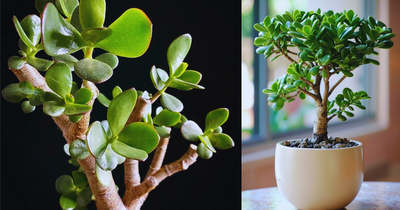 Comment Cultiver Trois engrais pour l’arbre de jade, qui le font fleurir