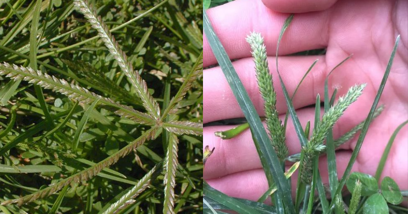 Comment Cultiver Une Plante Miraculeuse pour les Reins : Goosegrass (Eleusine indica)