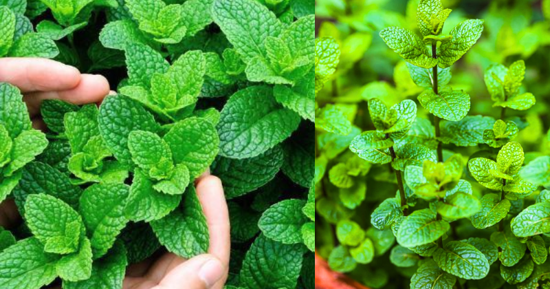 Comment Cultiver de la Menthe en Pot et Transformer Votre Intérieur