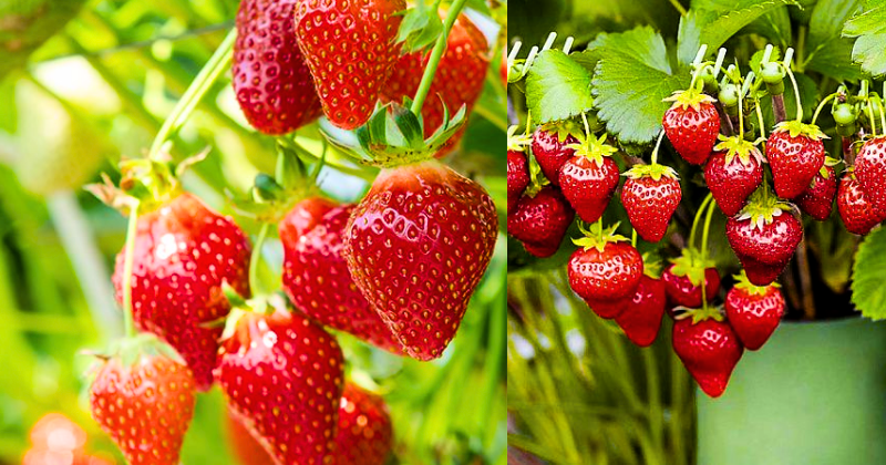 Comment Cultiver des Fraises Juteuses et Savoureuses : 12 Astuces Incontournables