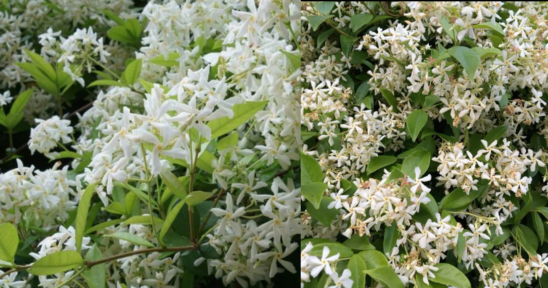 Comment Cultiver des Jasmins dans Votre Jardin
