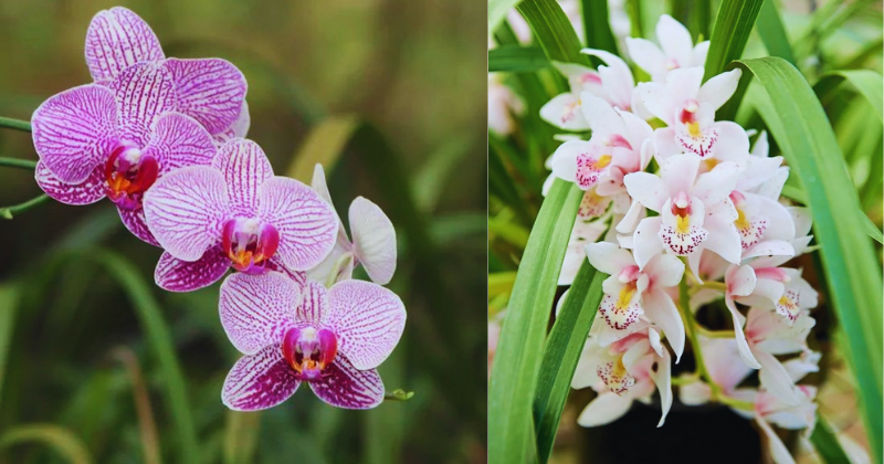 Comment Cultiver des Orchidées Florissantes : Avec ce mélange, d’innombrables orchidées pousseront en quelques semaines seulement.