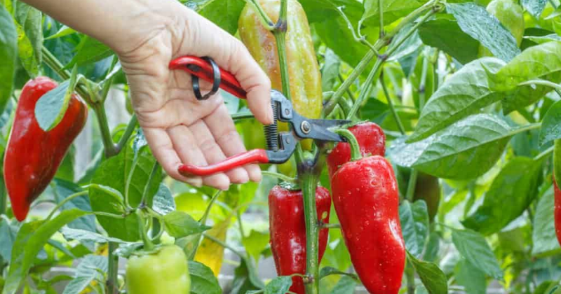 Comment Cultiver des Poivrons dans Votre Jardin