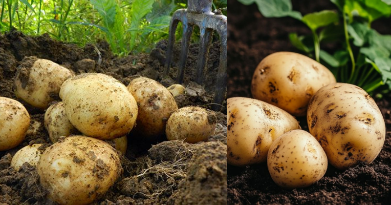 Comment Cultiver des Pommes de Terre : Votre Premier Pas Vers l’Autosuffisance