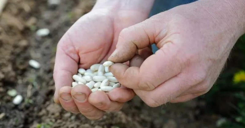 Comment Cultiver et Que Planter en Juillet : Le Guide du Jardinier d’Été