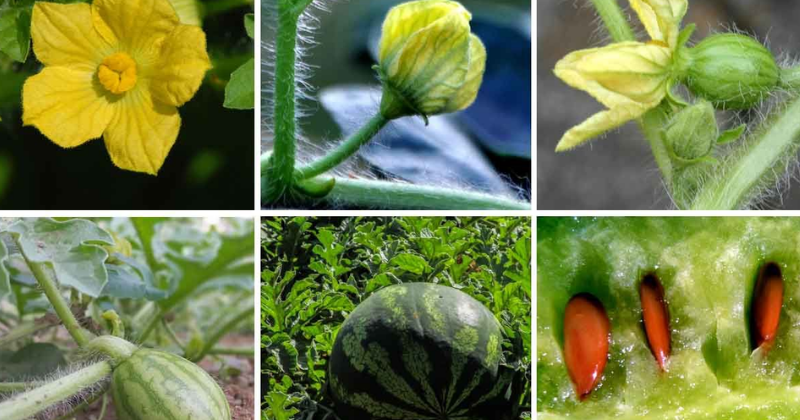 Comment Cultiver la Pastèque en Palettes : Le Secret d’un Jardin Vertical Savoureux