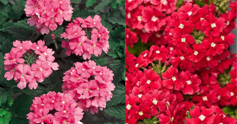 Comment Cultiver la Verveine : Un Parfum d’Été qui Embaume Votre Jardin