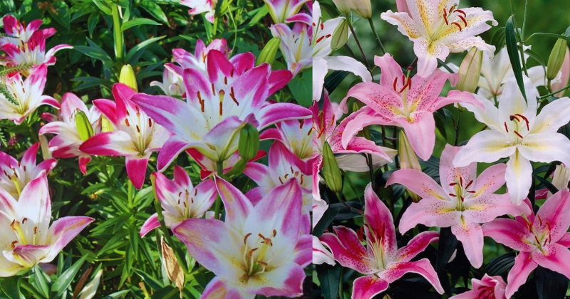 Comment Cultiver le Lys Oriental : Un Guide Complet pour des Fleurs Spectaculaires