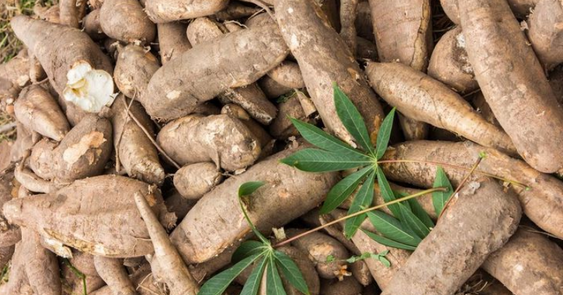 Comment Cultiver le Manioc : Voici son Cycle de Croissance Détaillé