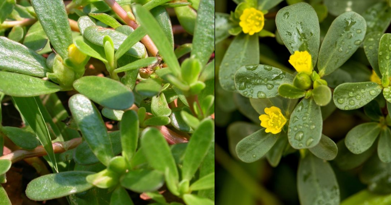 Comment Cultiver le Pourpier (Portulaca) au Jardin