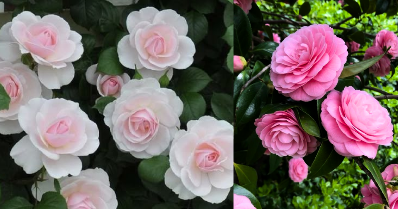 Comment Cultiver les Fleurs de Camélia