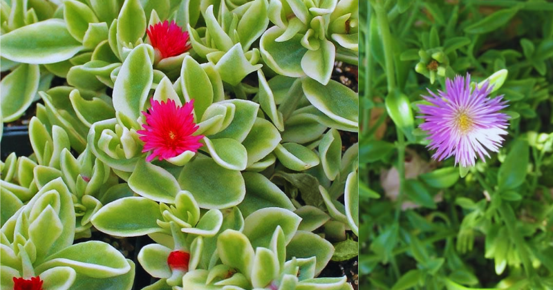Comment Cultiver l’Aptenia cordifolia : une succulente charmante à cultiver sans souci