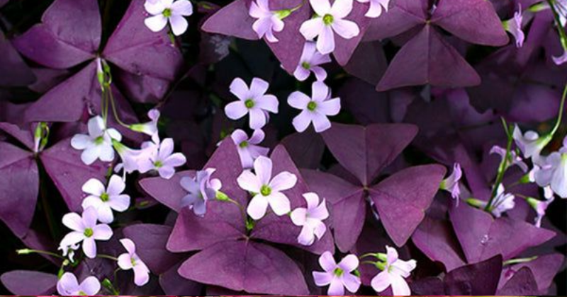 Comment Cultiver l’Oxalis Pourpre : Le Trèfle Magique à Cultiver Chez Soi