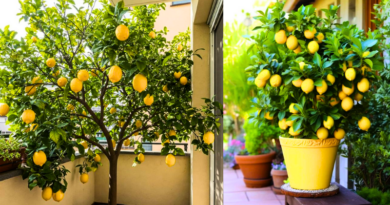 Comment Cultiver un Beau Citron en 30 Jours : La Méthode Facile pour Faire Pousser Votre Citronnier