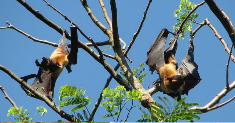 Comment Découvrir les Bienfaits Extraordinaires des Chauves-Souris dans Votre Jardin