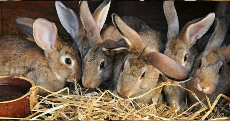 Comment Élever des lapins dans le jardin : conseils pratiques pour un élevage naturel et sécurisé
