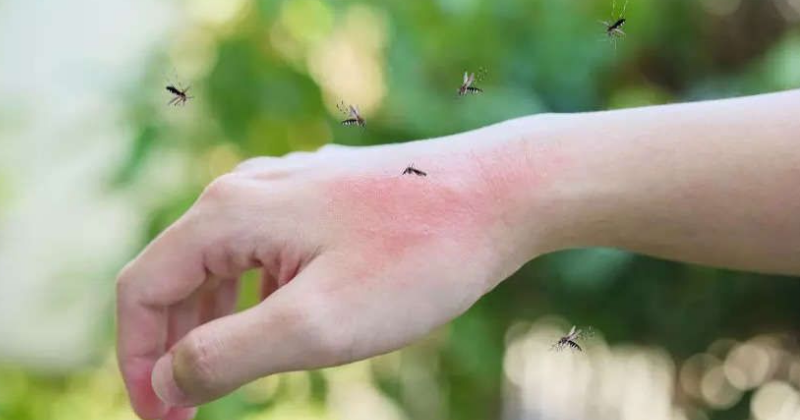 Comment Reconnaître et Traiter les Piqûres d’Insectes : Guide Complet du Jardinier Averti