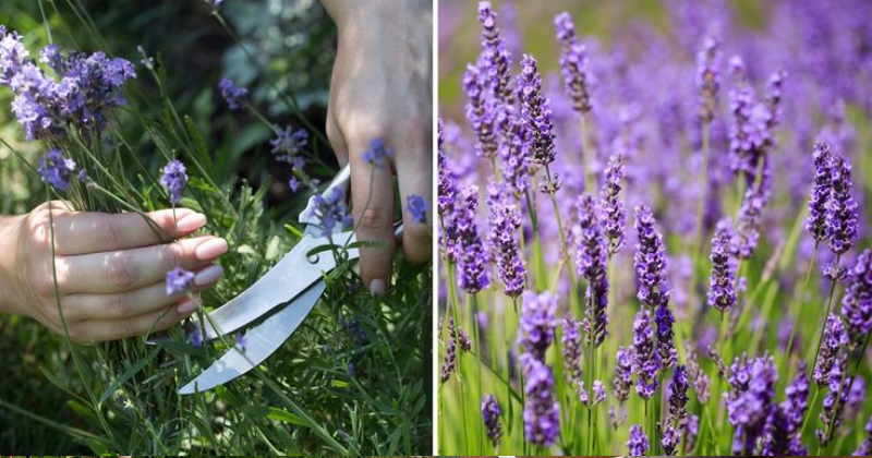 Comment Tailler la Lavande : Guide Complet pour un Jardin Florissant