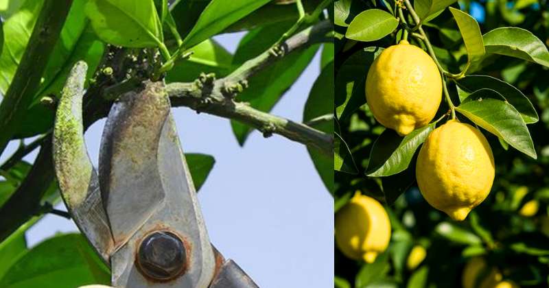 Comment Tailler un Citronnier Pour une Récolte INCROYABLE