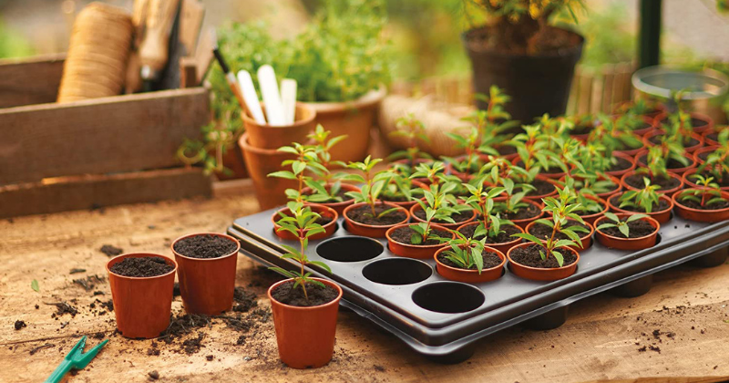 Comment choisir les meilleurs pots et plateaux pour démarrer les graines