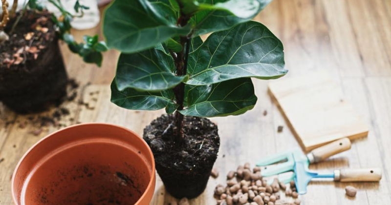 Comment couper votre ficus .