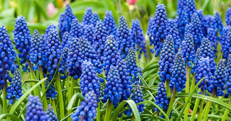 Comment cultiver et entretenir la jacinthe de raisin à plumes (pompon)