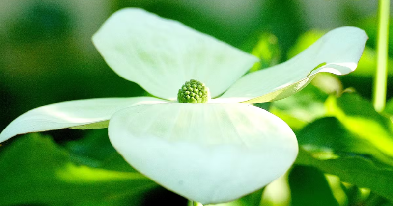 Comment cultiver et entretenir les cornouillers en fleurs