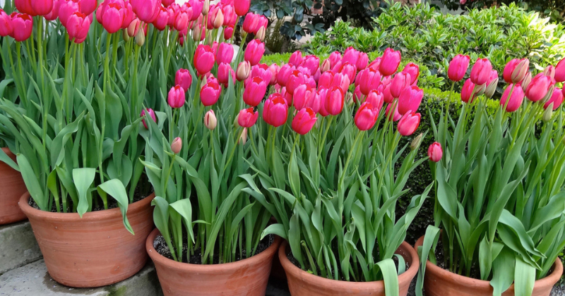 Comment cultiver et entretenir les tulipes Rembrandt