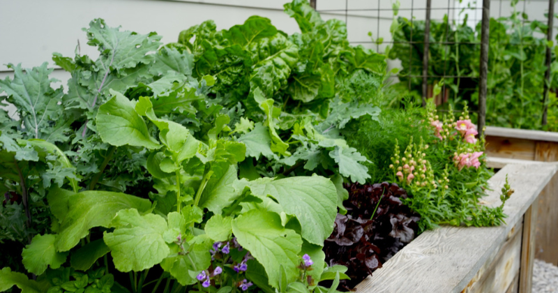 Comment cultiver vos propres feuilles de moutarde biologiques