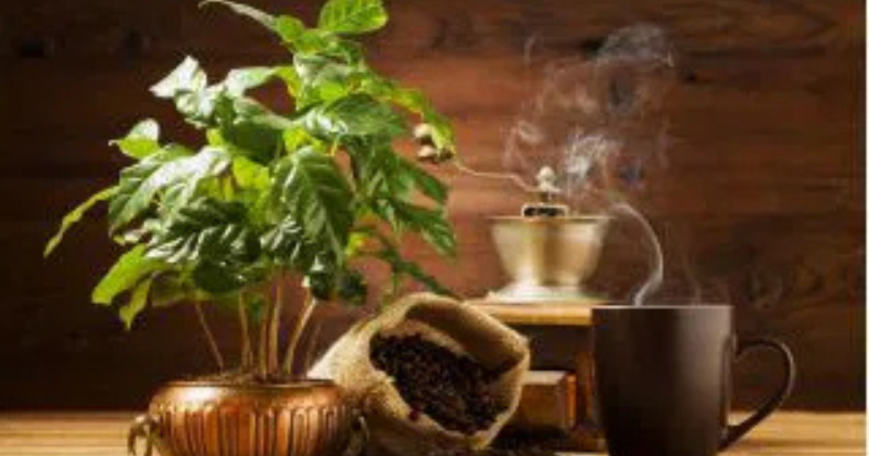 Comment cultiver votre propre « café » (étonnamment facile !)
