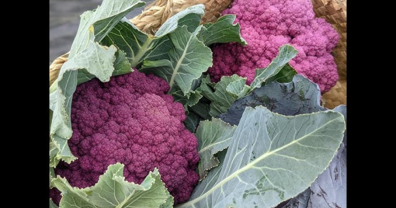 Comment cultiver votre propre chou-fleur biologique .