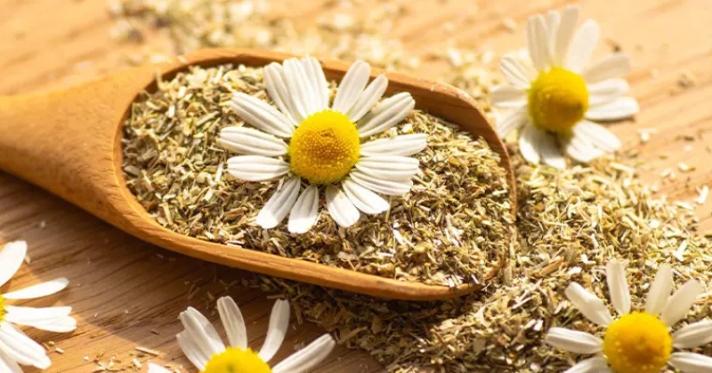 Comment cultiver votre propre grande camomille bio