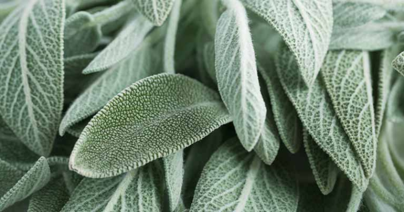 Comment cultiver votre propre sauge biologique
