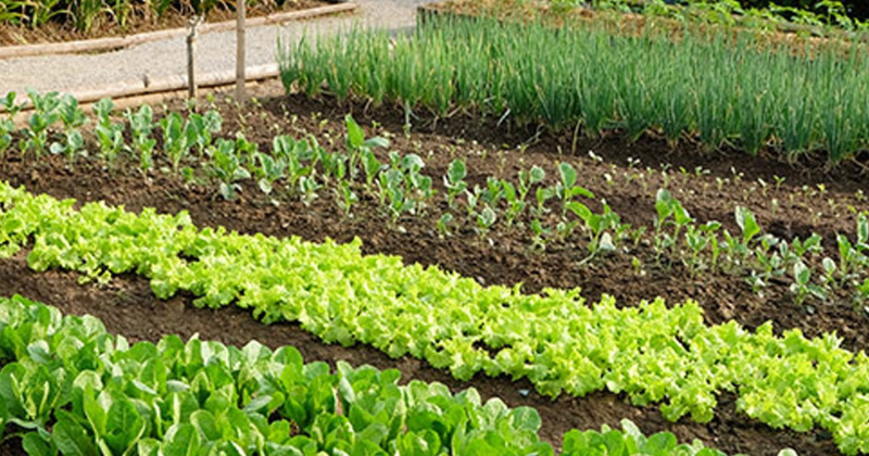 Comment démarrer un potager rapidement (et avec un budget !)