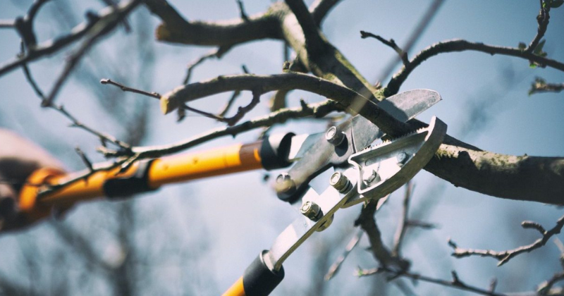 Comment élaguer un arbre