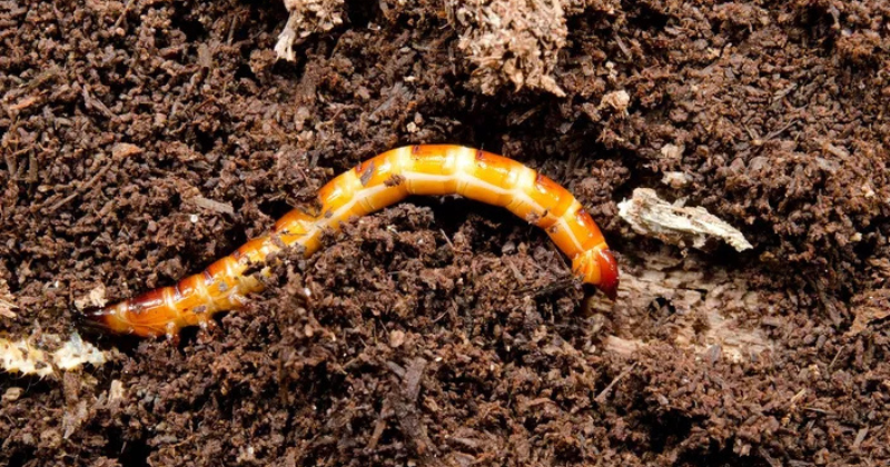 Comment éliminer les taupins du potager ?