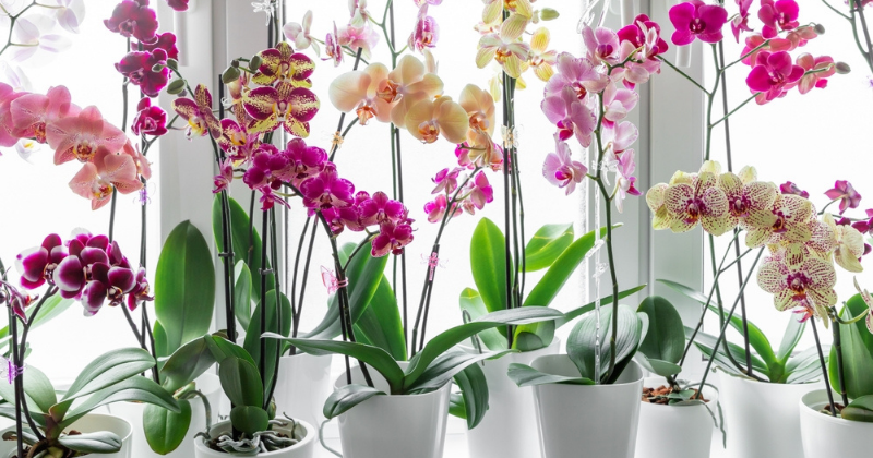 Comment entretenir une orchidée à la maison ?