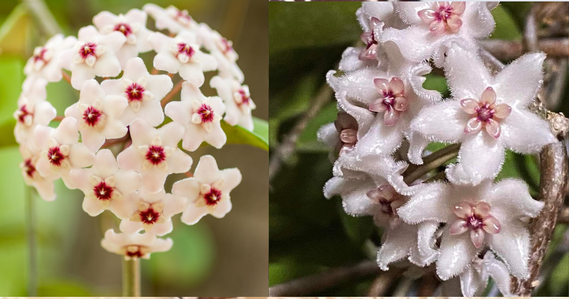 Comment faire fleurir ta Hoya : Secrets pour une floraison spectaculaire