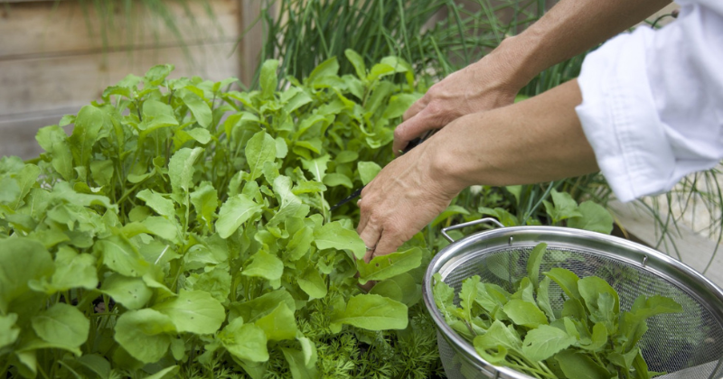 Comment faire pousser de la roquette géniale plus longtemps
