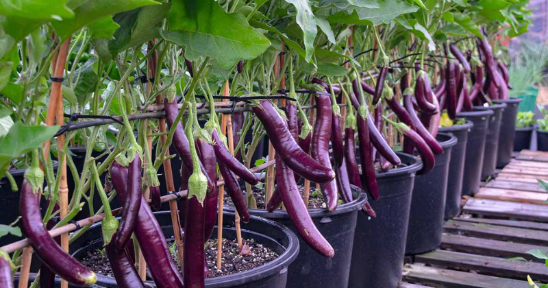 Comment faire pousser des aubergines à partir de graines dans un potager biologique .