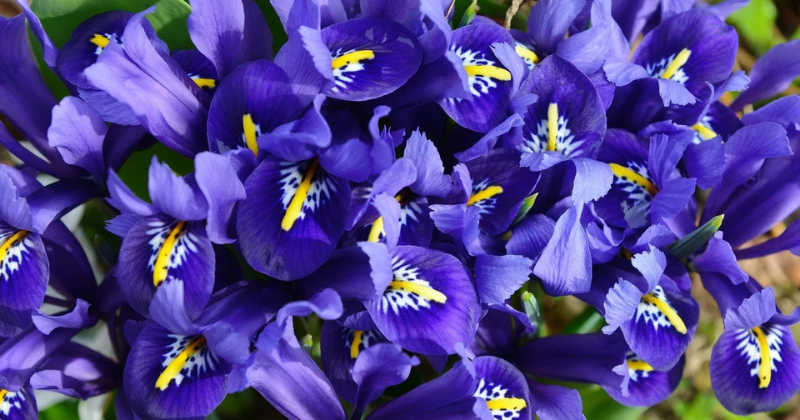 Comment faire pousser des iris de rocaille (réticulés)