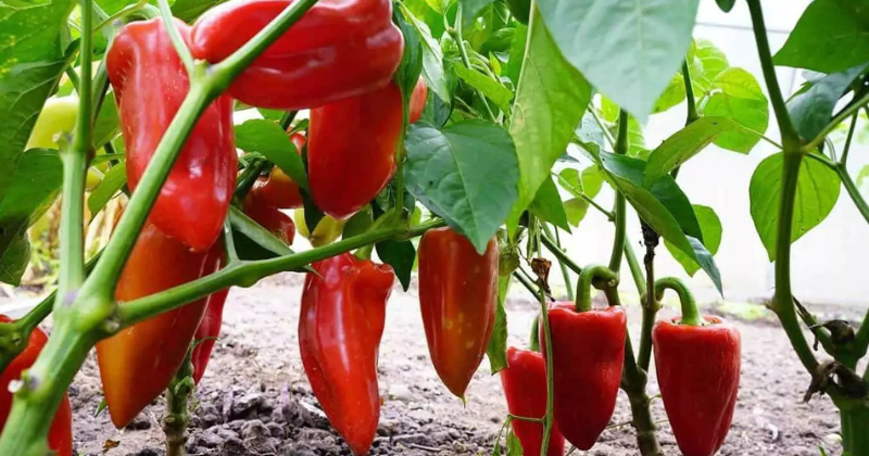 Comment faire pousser des poivrons à la maison : le secret pour une production abondante