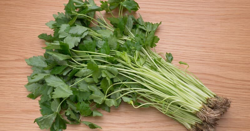 Comment faire pousser du mitsuba dans votre jardin d’herbes aromatiques ?